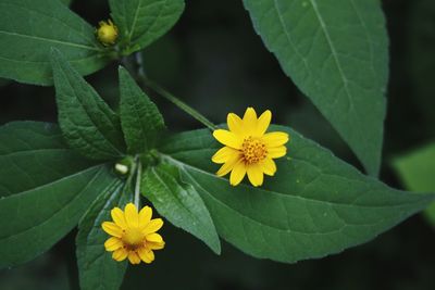 Close-up of yellow flowers growing on plant