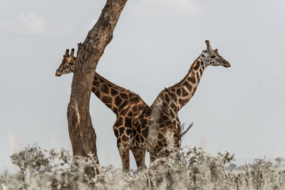 View of giraffe standing on tree against sky