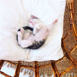 Cat sleeping on white surface