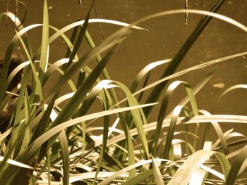 Close-up of plants at night