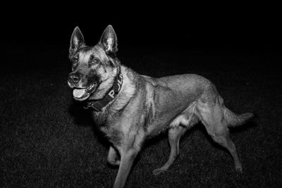 Police dog panting on field