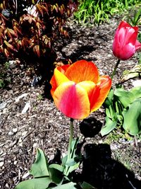 High angle view of orange crocus flower on field