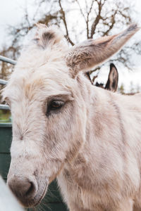 Close-up of a donkey on field