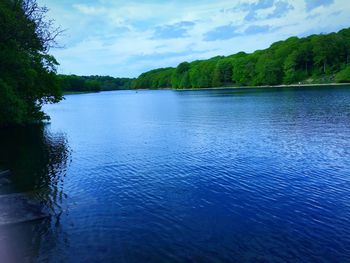 Reflection of trees in calm lake