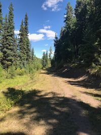 Road amidst trees against sky