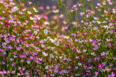 Close-up of pink flowering plants on field