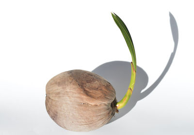 Close-up of fruit against white background