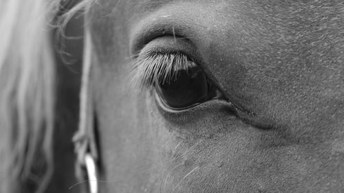 Close-up of horse eye