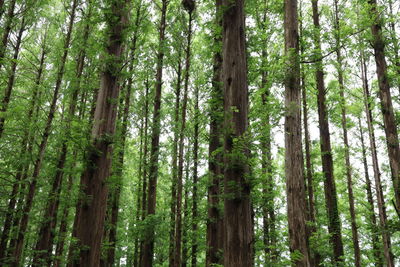 Low angle view of bamboo trees in forest