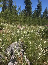 Flowers growing in forest