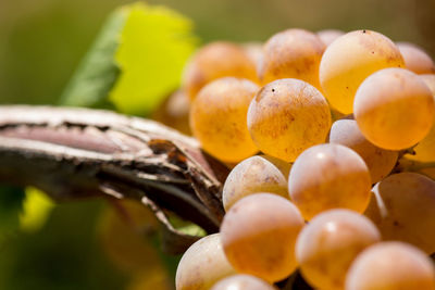 Close-up of fruits