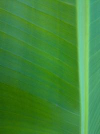 Full frame shot of green leaf