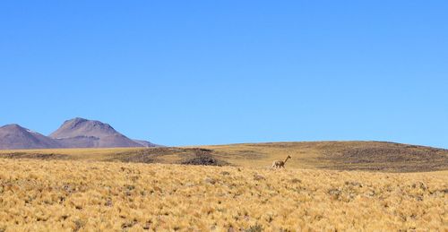 Scenic view of field against clear blue sky