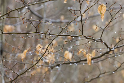 Close-up of snow on bare tree