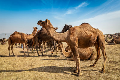 Camels on sand at desert