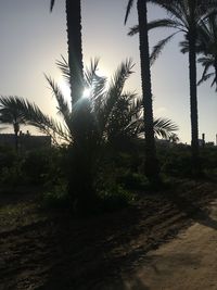 Palm trees by plants against sky