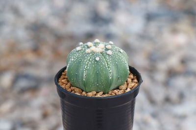 Close-up of succulent plant