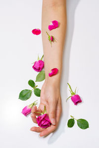 Top view of female hands holding beautiful rose in palm and in hand, green