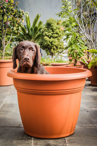 Portrait of a dog in pot