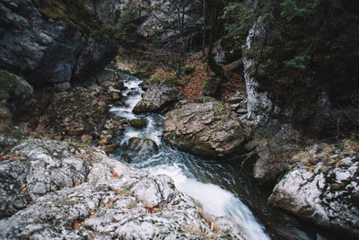 Scenic view of waterfall in forest
