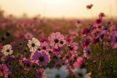 Close-up of pink flowering plants