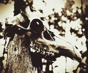 Low angle view of lizard on tree against sky