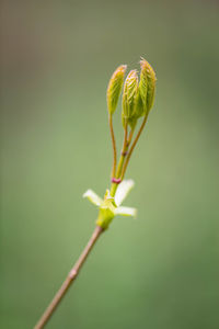 Close-up of insect on plant