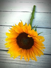 Close-up of sunflower