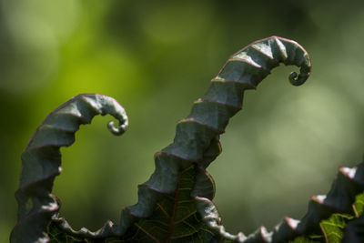 Close-up of plant against blurred background