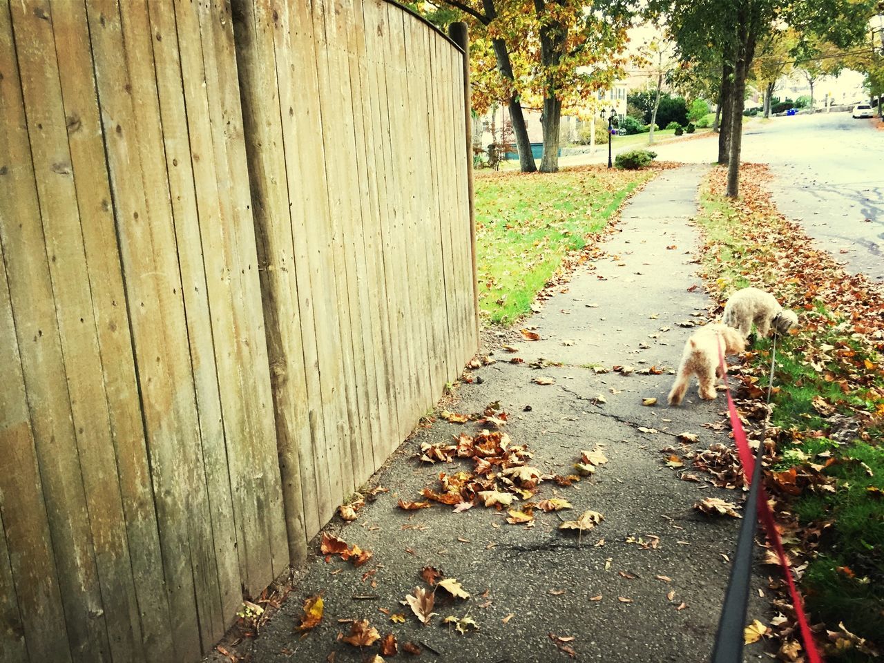 street, animal themes, built structure, the way forward, tree, footpath, building exterior, road, architecture, day, outdoors, sidewalk, no people, park - man made space, asphalt, sunlight, domestic animals, leaf, shadow, cobblestone