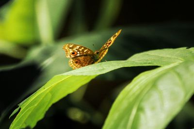 Close-up of butterfly on leaf