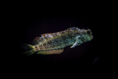 Close-up of fish swimming in aquarium
