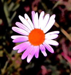 Close-up of pink flower blooming outdoors