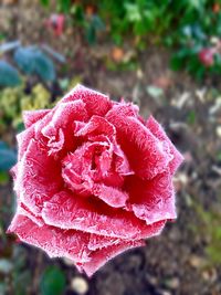 Close-up of rose