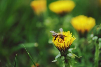 Close-up of butterfly pollinating on yellow flower