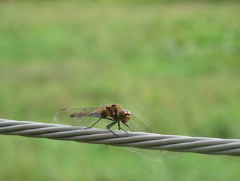 Close-up of insect