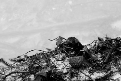 Close-up of a bird nest