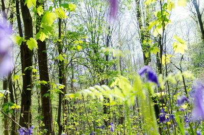 Low angle view of flower trees against sky