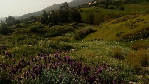 Scenic view of flowering plants on field