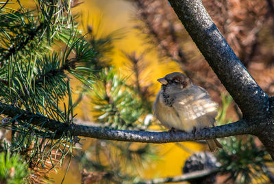 Low angle view of bird perching on branch