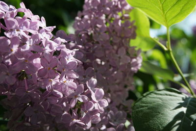 Close-up of pink flowering plant