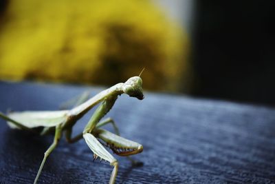 Close-up of insect