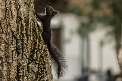 Close-up of squirrel on tree trunk