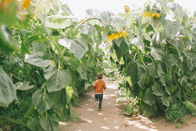 Rear view of a man walking in farm