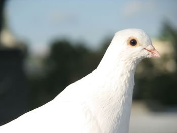 Close-up of a bird