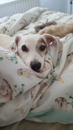 Close-up of dog on bed