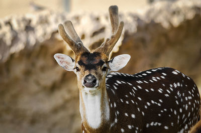 Close-up portrait of deer