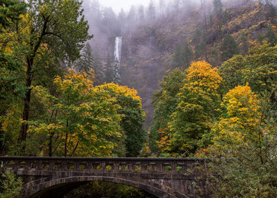 Arch bridge amidst trees in forest during autumn