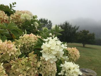 Close-up of white flowers