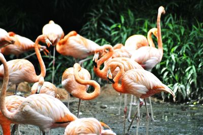 Flamingos on field 